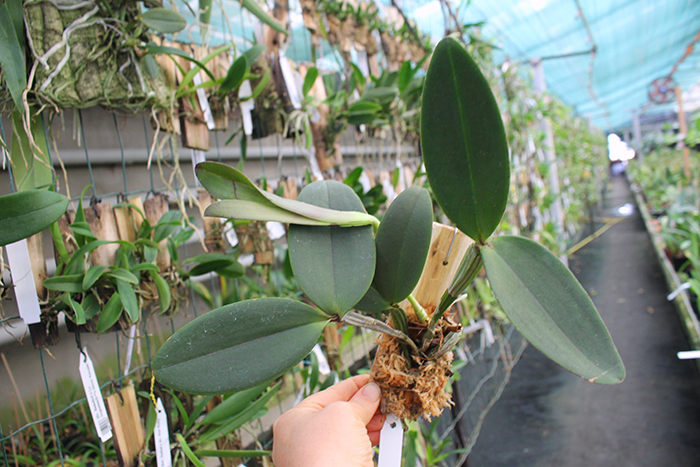 Cattleya schilleriana.jpg