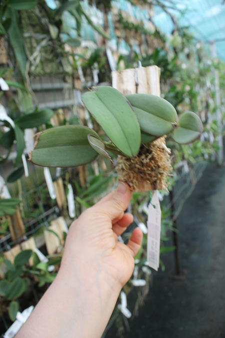 Cattleya schilleriana (Caliman x Xodo do Patrao).jpg