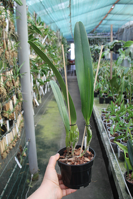 Laelia purpurata var ardosia estriata.jpg