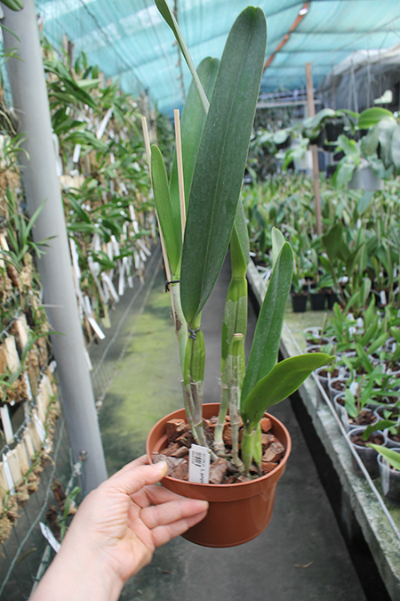 Laelia purpurata rubra x sanguinea.jpg