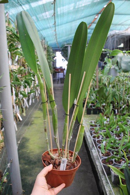 Laelia purpurata (flamea x rubra).jpg
