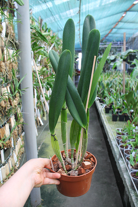 Laelia purpurata suave 'Sissi' x Laelia purpurata russeliana 'Maria Cristina'.jpg