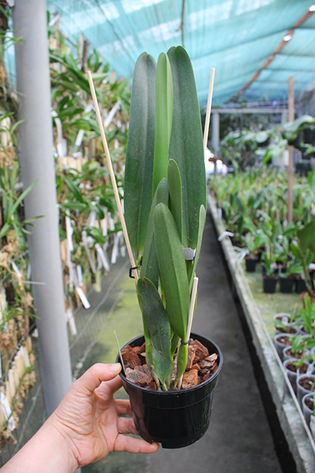 Laelia purpurata rubra.jpg