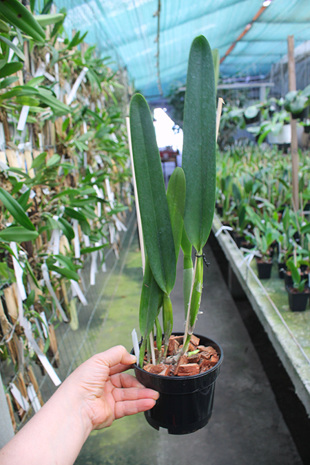Laelia purpurata var russelliana 'Gracicata'.jpg