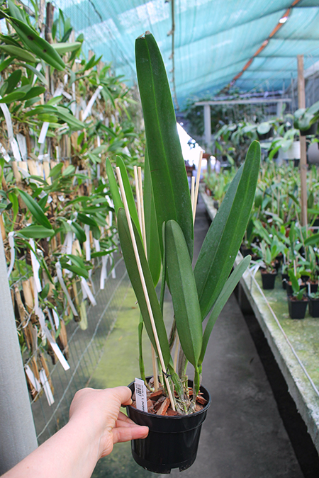Laelia purpurata mandayana.jpg