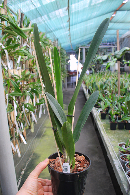 Laelia purpurata (tipo x flamea).jpg