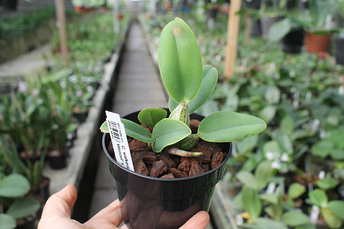 Cattleya walkeriana tipo 'Dayane Wenzel' x 'Pink Smile'.jpg