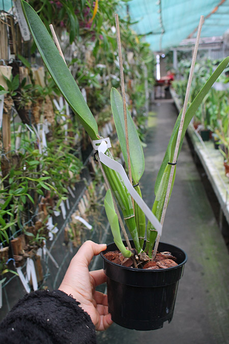 Cattleya trianae tipo 'Fine Variety' (98-8) x Cattleya trianae 'India' (10-8).jpg