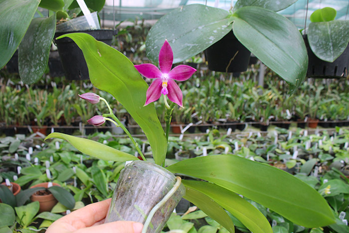 Phalaenopsis LD's Bear King 'YK-10' x spesiosa 'Blue'.jpg