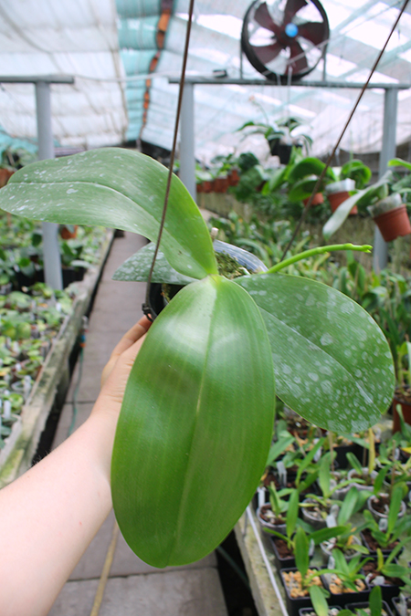 Phalaenopsis Sweet Memory.jpg