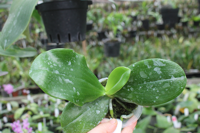 Phalaenopsis KS Super Zebra.jpg