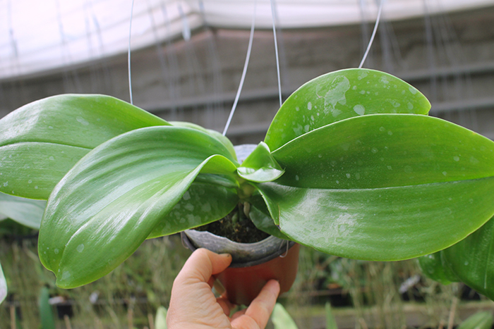 Phalaenopsis Palace Reef.jpg