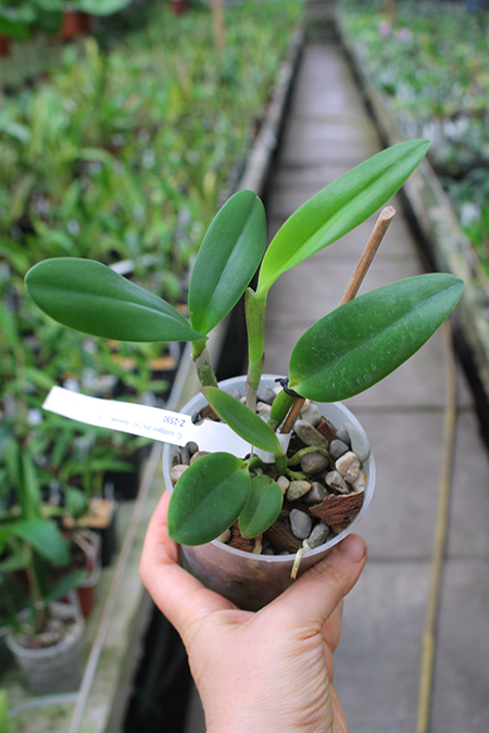 Cattleya loddigesii alba 'Z-492' x Brassavola glauca.jpg