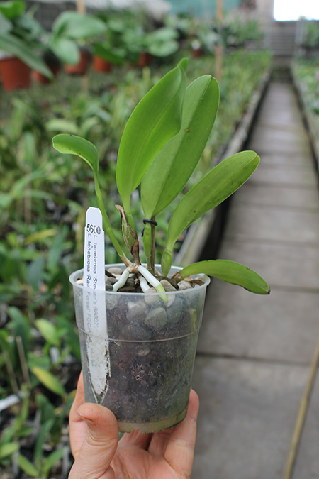 Laelia tenebrosa ('Stewarts 68807' x 'Rainforest').jpg