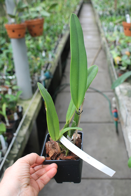 Cattleya mossiae amesiana 'Parodi' x SELF.jpg