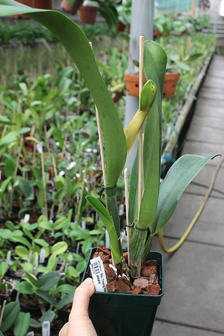 Rhyncholaeliocattleya Tzeng-Wen Sunset 'Sweet potato'.jpg