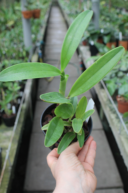 Cattleya bowringiana coerulea.jpg