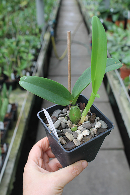 Cattleya Kiwanda 4N (mossiae 4N x skinneri 4N).jpg