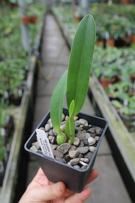 Sophrolaeliocattleya Tokyo Life.jpg