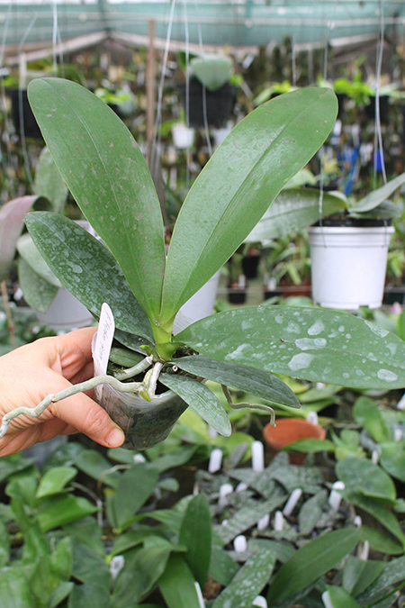 Phalaenopsis Yaphon Green Batman 'ES'.jpg