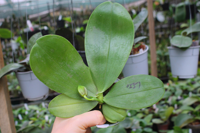 Phalaenopsis bellina 'B-1' x Mituo Princess 'B'.jpg