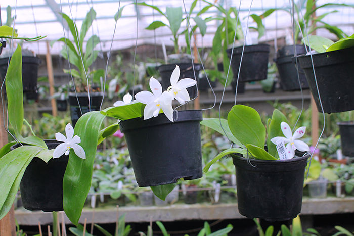 Phalaenopsis speciosa.jpg