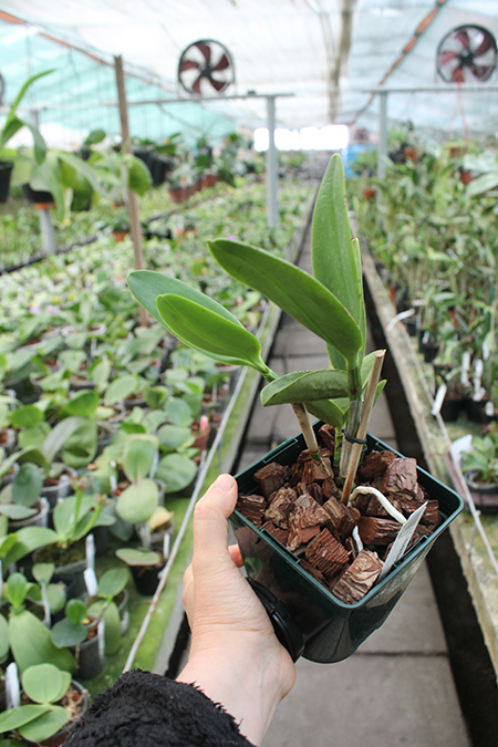 Phalaenopsis Mituo Diamond 'DT Sun'.jpg