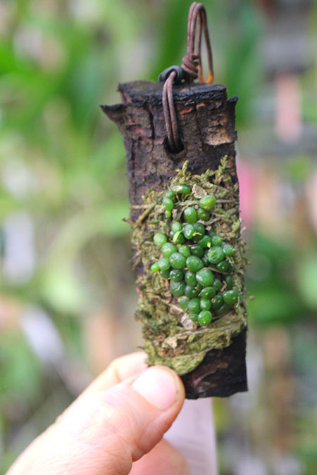 Bulbophyllum moniliforme.jpg