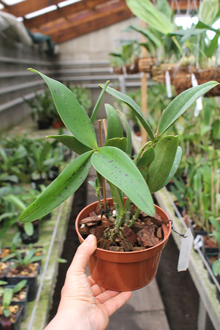 Cattleya Tian Mu 'Sesame'.jpg