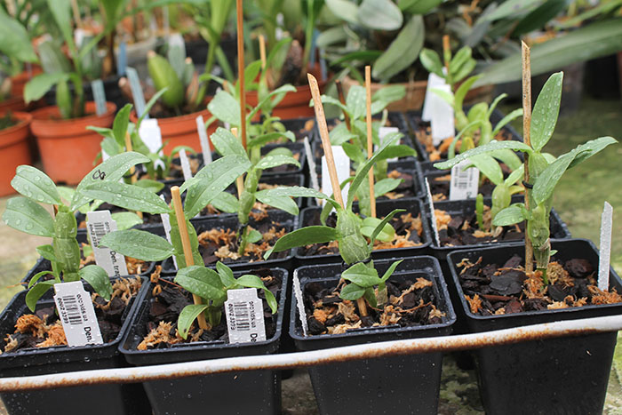 Dendrobium trantuanii.jpg