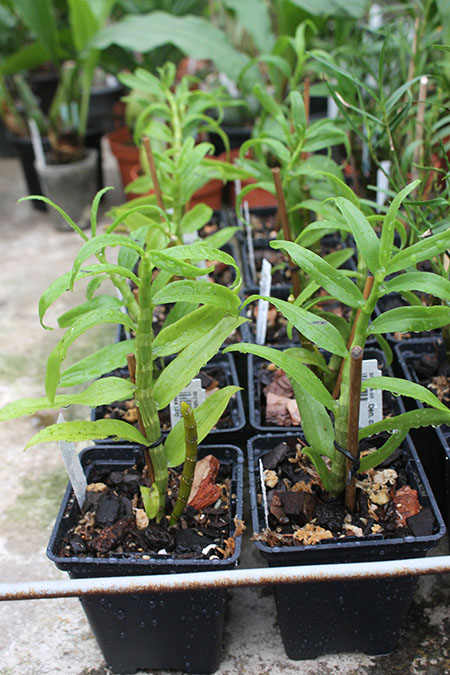 Dendrobium cretaceum.jpg