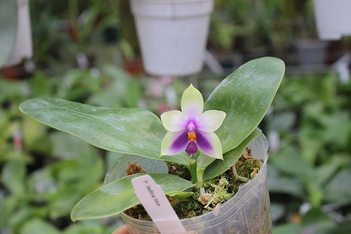 Phalaenopsis bellina blue.jpg