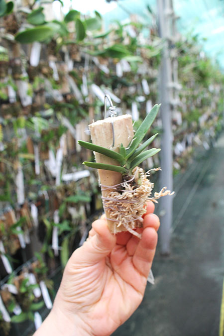 Angraecum didieri.jpg