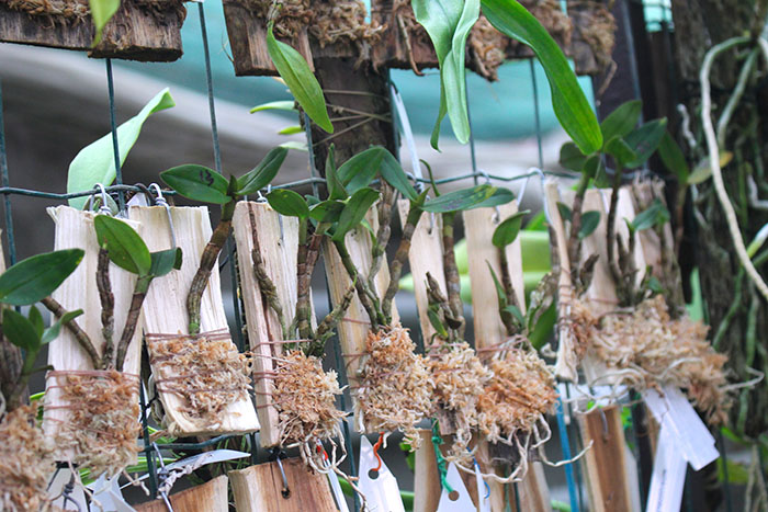 Dendrobium igneoniveum.jpg