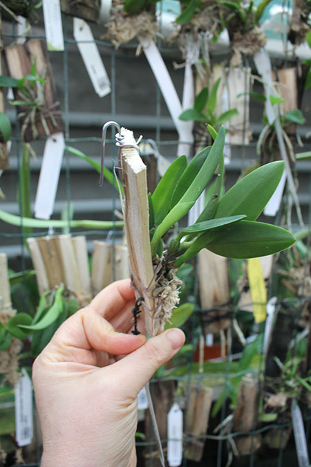 Laelia dayana coerulea 'Chojamaru' x SELF.jpg