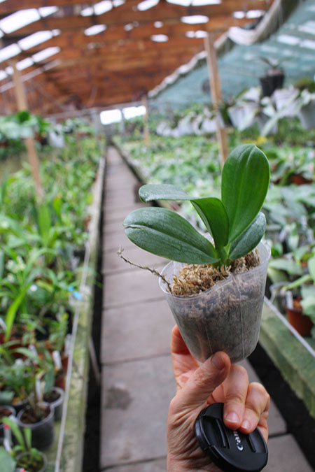 Phalaenopsis pulchra.jpg