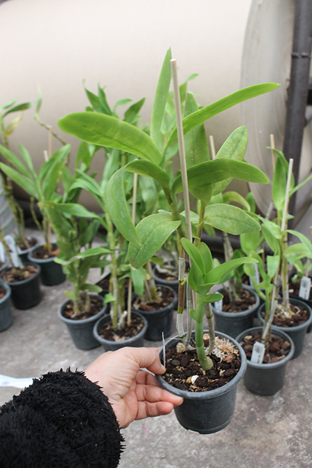 Dendrobium williamsianum.jpg