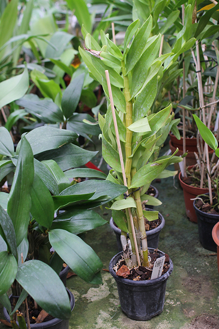 Dendrobium pulchellum alba.jpg