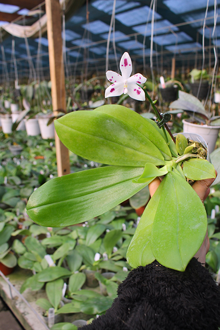 Phalaenopsis speciosa spot.jpg
