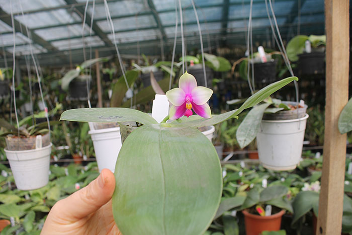 Phalaenopsis bellina 'B-1' x Mituo Princess 'B'.jpg