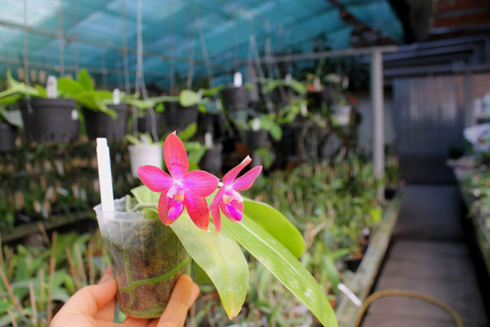 Phalaenopsis Mituo Prince 'Mituo#1' x speciosa.jpg