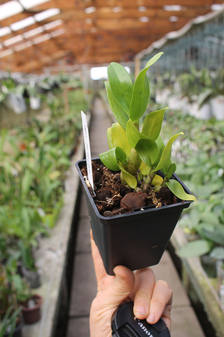 Dendrobium Dawn Maree 4N x Peng Seng.jpg