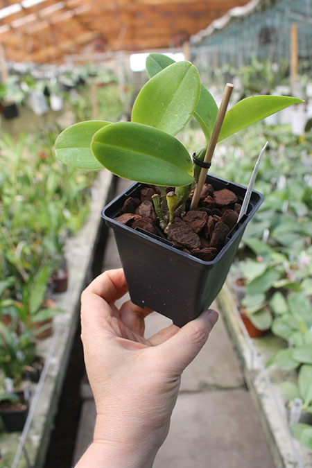 Cattleya violacea semi alba flamea 'Red Berry Creme’ 4N x self.jpg