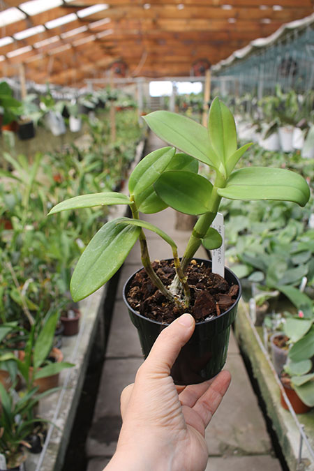 Dendrobium Luwin Park x stratiotes.jpg