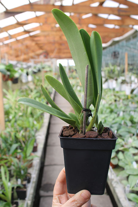 Cattleya warscewiczii coerulea 'La Floresta' x self (C).jpg