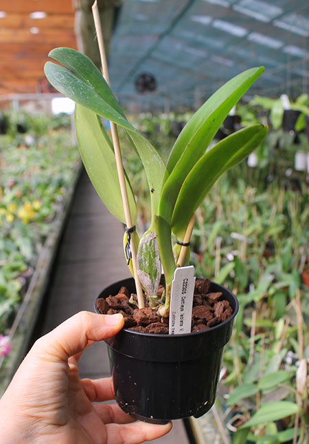 Cattleya labiata rubra x self (C).jpg