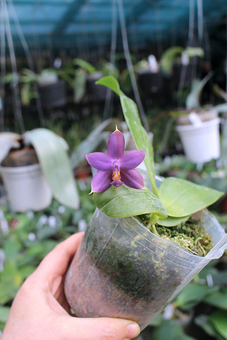 Phalaenopsis violacea indigo.jpg