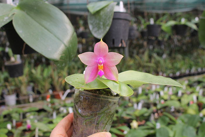 Phalaenopsis Ld's Bear King 'Blue Lip' x LD Purple Bear.jpg