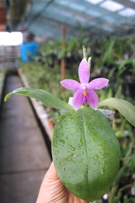Phalaenopsis tetraspis red x bellina blue.jpg