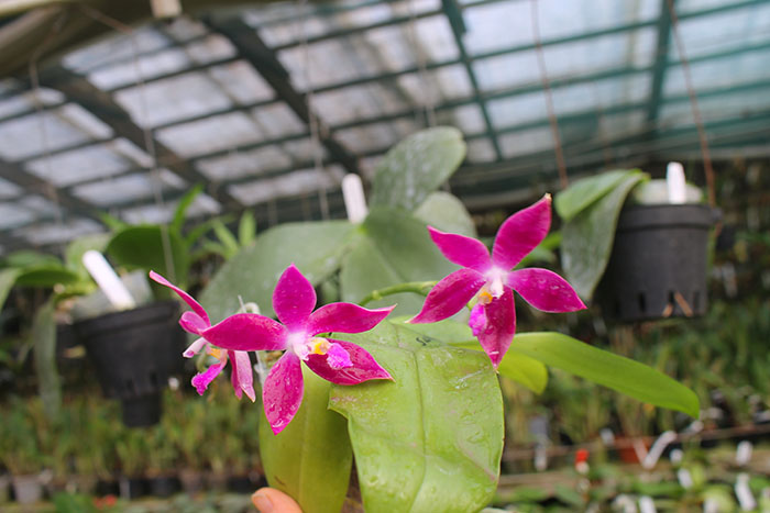 Phalaenopsis LD's Bear King 'YK-10' x spesiosa 'Blue'.jpg